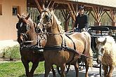 Pferdekutsche-Fahren in Ungarn im Zichy Park Hotel in Ungarn